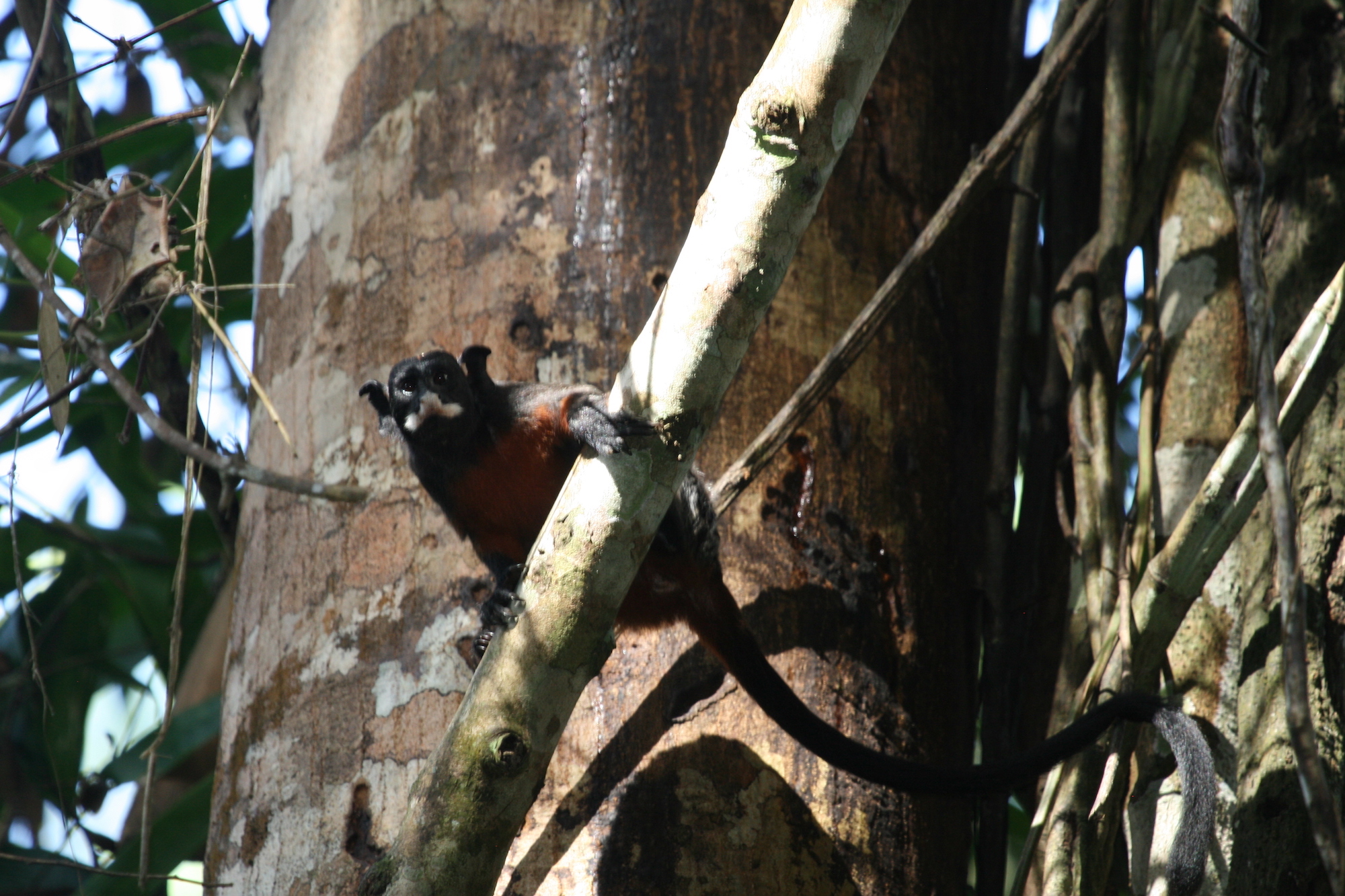 Mono machín de Tumbes es uno de los primates más amenazados del mundo, Noticias